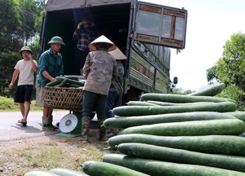 Hòa Bình: Bí xanh chất đống ven đường, giá sụt giảm mạnh