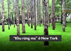 'Khu rừng ma' mọc giữa New York