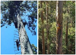 Cây cao khổng lồ 165 bậc thang thách thức dân mạo hiểm Australia