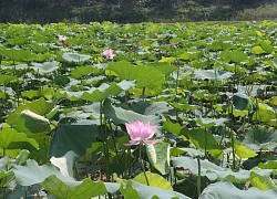 Nghệ An: Xã Kim Liên phát triển cây sen gắn với du lịch