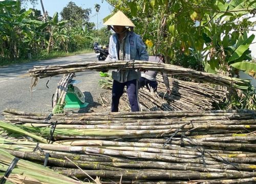 Nông dân Hậu Giang thu hoạch mía bán chục với giá cao