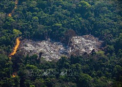 94% hoạt động khai thác rừng Amazon ở Brazil là phi pháp