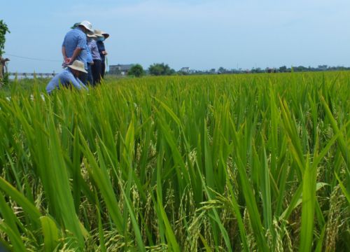 Cảnh giác sâu bệnh cuối vụ đông xuân