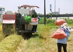 Hà Tĩnh thiếu máy gặt lúa