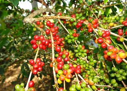 Giá cà phê hôm nay 20/5: Robusta về quanh mốc 1.500 USD/tấn, xu hướng giá tăng vẫn chiếm ưu thế