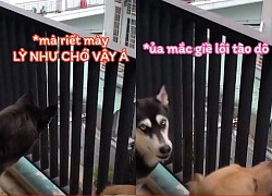 Husky tủi thân khi nghe hàng xóm chửi con 'lì như chó'