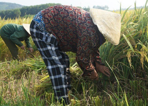 "Khát" máy gặt, nông dân ăn cơm tại ruộng, chờ xuyên đêm vì sợ... mất lượt