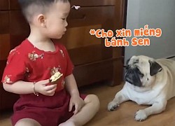 Chú chó buồn sầu vì xin miếng bánh trên tay mà cậu bé không hiểu