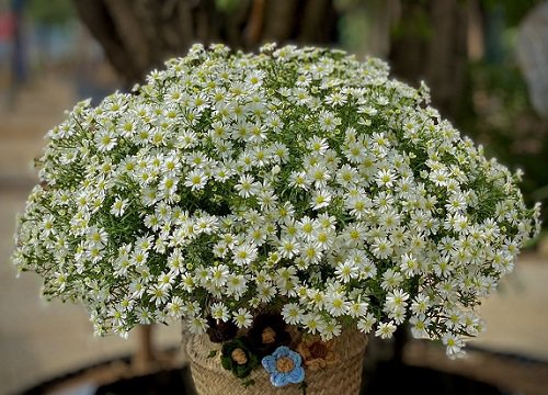 Mẹ đảm "mách nhỏ" loài hoa trưng bày cực bền giữa tiết trời nắng nóng, kết hợp với cách cắm này phòng khách thêm sáng bừng