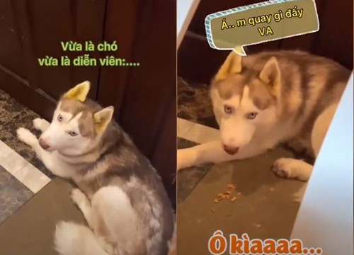 Chú chó Husky diễn sâu trước máy quay