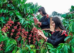 Giá cà phê hôm nay 27/5: Tiếp đà tăng tốt, Robusta vượt 1.500 USD/tấn, đâu là nguyên nhân