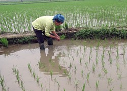 Gieo cấy lúa hè thu càng nhanh càng tốt