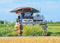 Tâm dịch Bắc Ninh: Nông dân không ra đồng, lúa và hoa màu tự chất đầy nhà