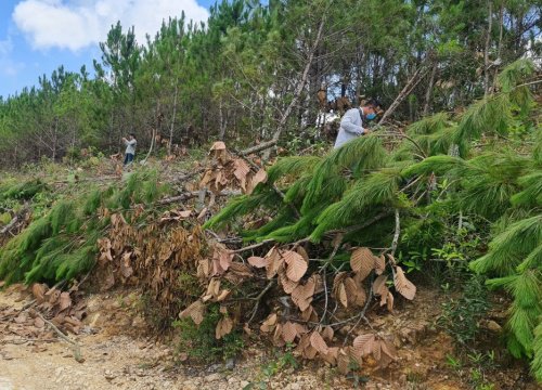 Truy tìm thủ phạm phá rừng thông 3 lá tại tiểu khu 259