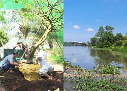 Vĩnh Long: Sạt lở lúc rạng sáng, hơn 4 tấn cá giống trôi ra sông Cổ Chiên