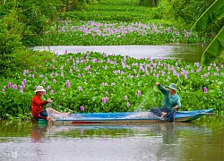 Bức tranh vùng quê Hậu Giang