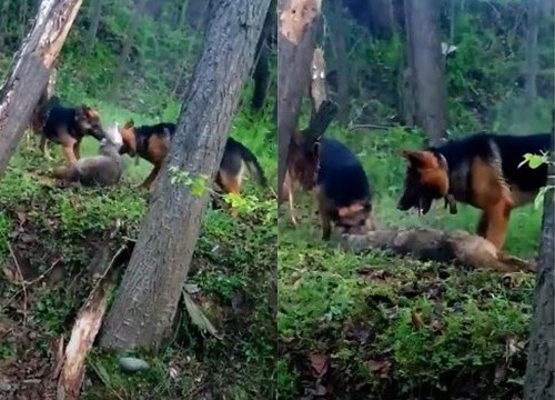 Chó sói bị hai chó Béc giê tấn công bên bìa rừng, cái kết bi thảm cho kẻ săn mồi hoang dã