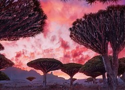 Khám phá 'hòn đảo ngoài hành tinh' Socotra