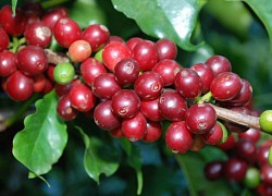 Giá cà phê hôm nay 30/6: Đầu cơ xả hàng, Robusta tuột mốc 1.700 USD/tấn, xuất khẩu sụt giảm vì cước tàu biển