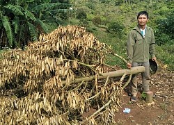 Hàng trăm cây sầu riêng của nông dân ở Đắk Lắk bị chặt hạ trong đêm