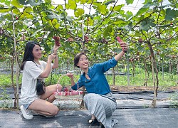 Nông trại nho trĩu quả giữa lòng Thủ đô mở cửa miễn phí hút giới trẻ đến check-in