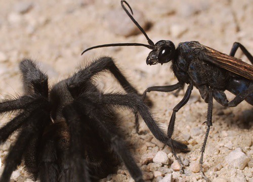 Nhện độc tarantula đang đi tìm bạn tình thì gặp phải 'kẻ thù truyền kiếp': Kết cục rùng rợn như phim kinh dị