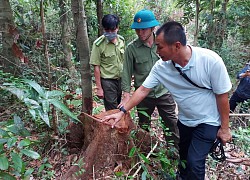 Gia Lai: Điều tra vụ phá rừng sản xuất ở Mang Yang