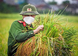 Hình ảnh ấm lòng mùa dịch: Các chiến sĩ Công an, Bộ đội lội ruộng thu hoạch lúa giúp người dân Bắc Giang