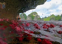 'Hoa biển' tuyệt đẹp trên Vịnh Hạ Long