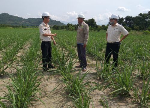 Khánh Hòa liên kết để phát triển bền vững vùng nguyên liệu mía