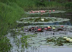 Người đàn ông "nhọc nhằn" khai khẩn đất hoang trong 10 năm để tạo nên khu vườn đẹp như cổ tích giữa thiên nhiên mênh mông ở ngoại ô