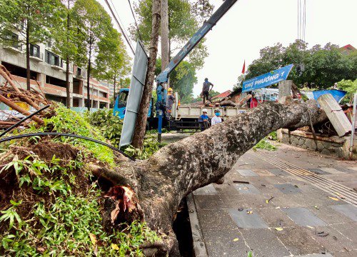 Phòng tránh cây gãy đổ vào mùa mưa