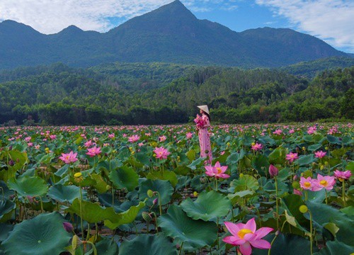 Hương sắc làng sen Quảng Nam