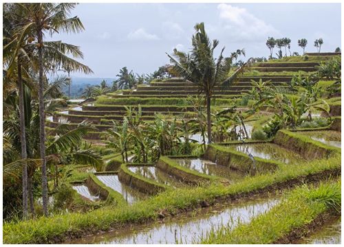 Indonesia truy tìm chủ nhân 'biệt thự khiêu dâm' ở Bali