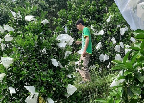 Minh Hóa : Chủ động sản xuất nông nghiệp trong điều kiện thời tiết nắng nóng