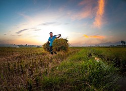 Những cánh đồng lúa Bắc Bộ rộn ràng mùa gặt