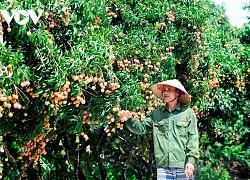 Thanh Hà mùa vải chín