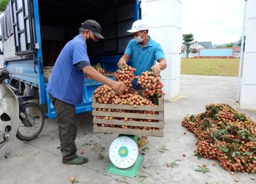 Vải thiều Quảng Ninh được mùa, giá giảm