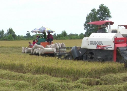 Giá lúa gạo hôm nay 11/6: Giá lúa Hè thu thu hoạch sớm giảm