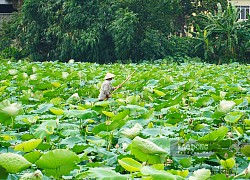 Đầm sen hồ Tây nở rộ, người dân vượt rào chụp ảnh "ngó lơ" thông báo