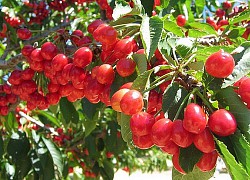 Mê mẩn những vườn cherry vừa đẹp, vừa ngon