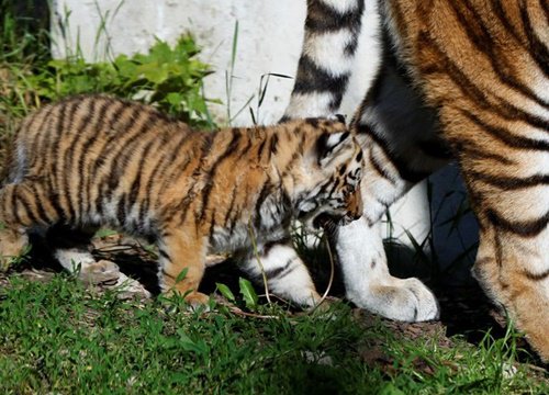 Vườn thú Ba Lan ra mắt cặp đôi hổ con Siberia quý hiếm