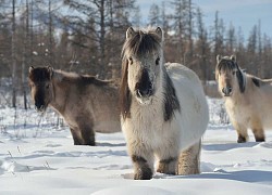 Đến với thị trấn Oymyakon, nơi lạnh nhất trên Trái đất có người ở