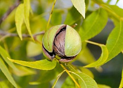 Bơ hạt mỡ - Món quà thiên nhiên cho phái đẹp