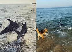Cảnh tượng đáng kinh ngạc khi đàn cá heo đùa giỡn với chú chó