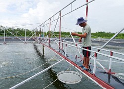Chủ động các biện pháp chống nóng cho tôm nuôi