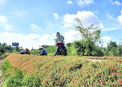 Cuộc thi "Đoạn đường 3 sạch" qua ảnh năm 2021