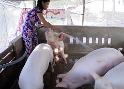 Giá heo hơi hôm nay 18/6: Miền Nam giảm nhẹ 1.000 &#8211; 2.000 đ/kg