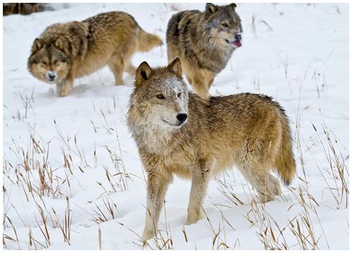 Kinh hoàng cảnh đàn sói rượt đuổi diễn viên ngay trong buổi biểu diễn