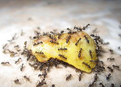 Loài kiến tìm thức ăn như thế nào?